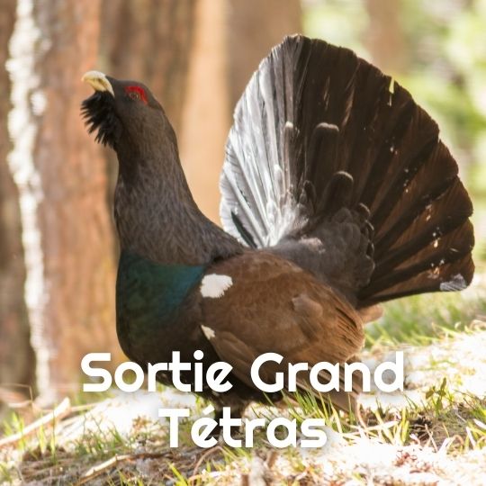 Atelier Découverte Grand tétras Haut Jura Menthières Cri de la Goutte Festival Atelier Découverte Grand tétras Haut Jura Menthières Cri de la Goutte Festival
