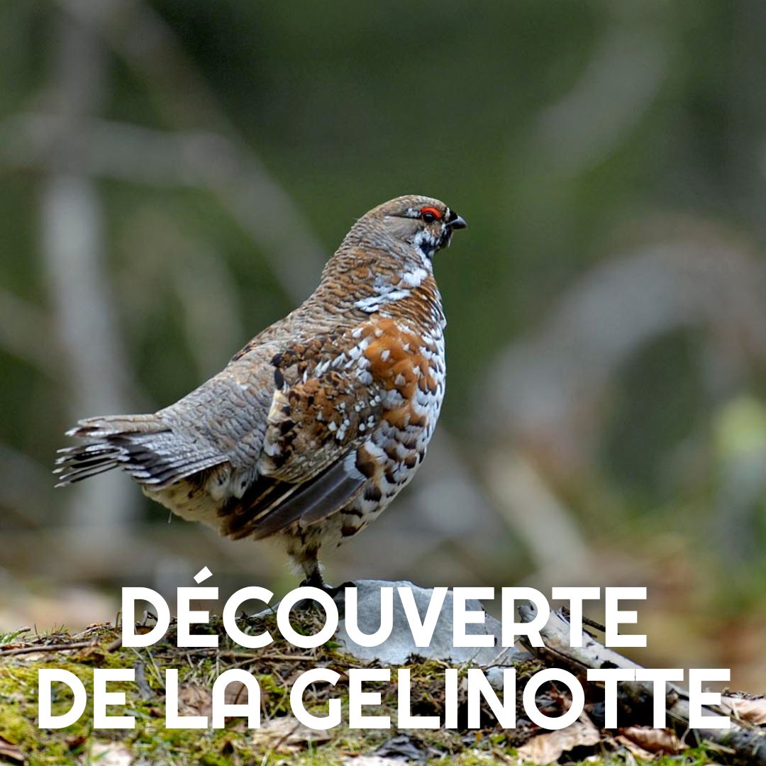 13 Des fleurs comestibles Cri de la Goutte
