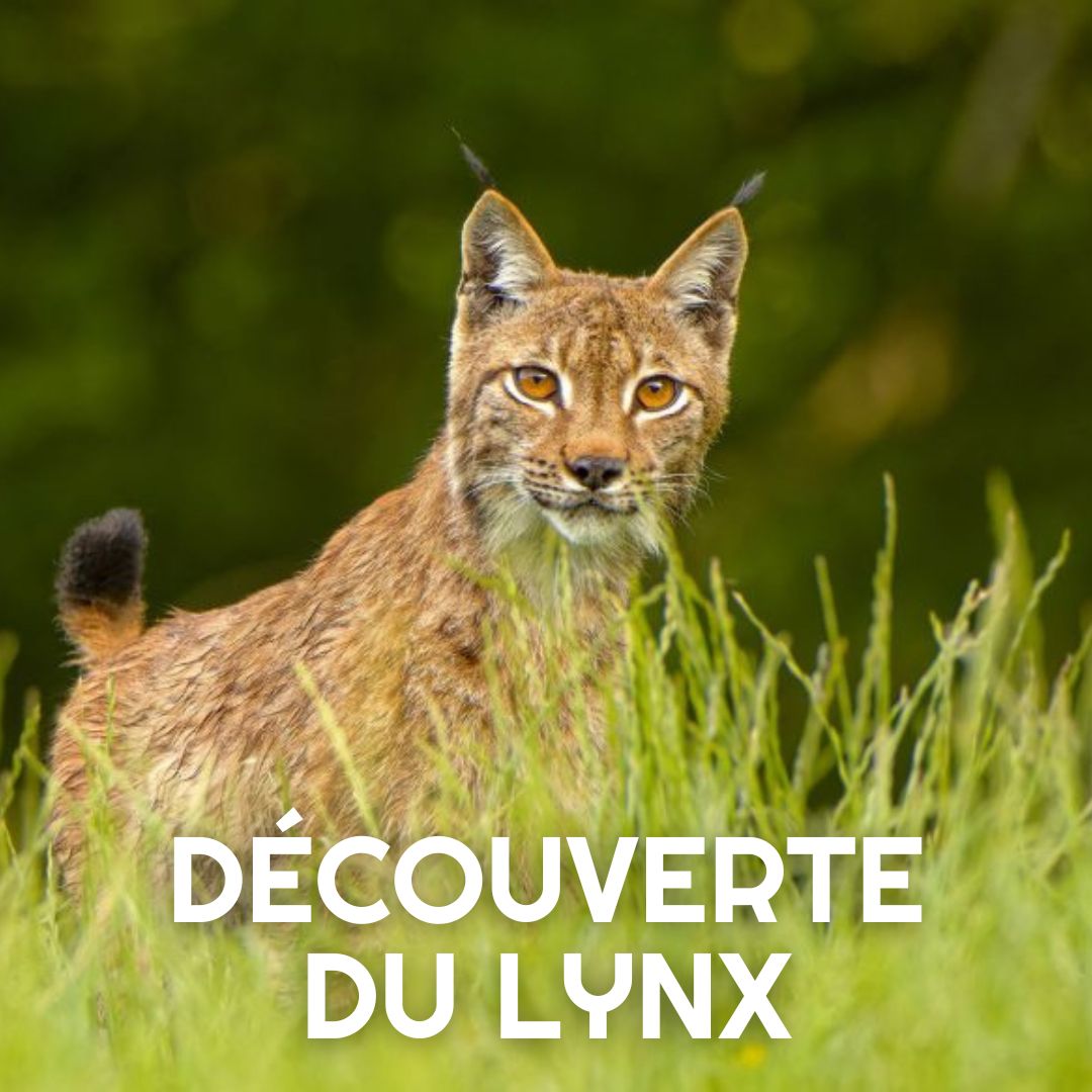 decouverte-lynx Des fleurs comestibles Cri de la Goutte